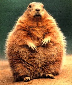 groundhog-day.jpg
