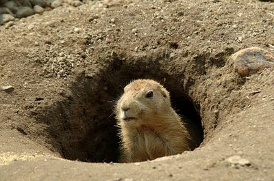 groundhog-day_02.jpg