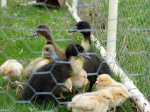 2008-chicks-ducks-outside-0.jpg