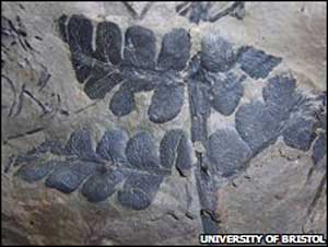 coal_mine_fossil_leaf.jpg