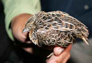 090218-extinct-bird.jpg