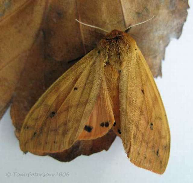 20131004-Pyrrharctia_isabella_moth.JPG