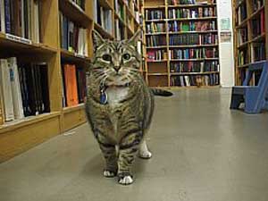 powells_fup_shopcat.jpg